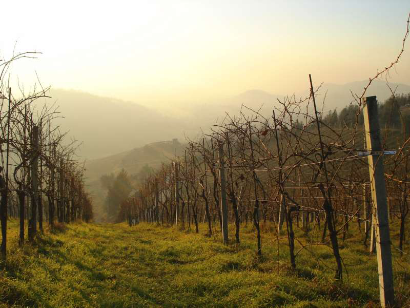 揭秘意大利內(nèi)比奧羅葡萄酒的不同風格