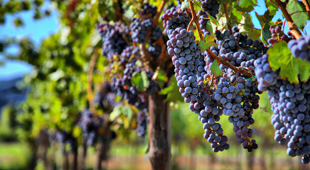 一年四季，葡萄藤在忙活什么？